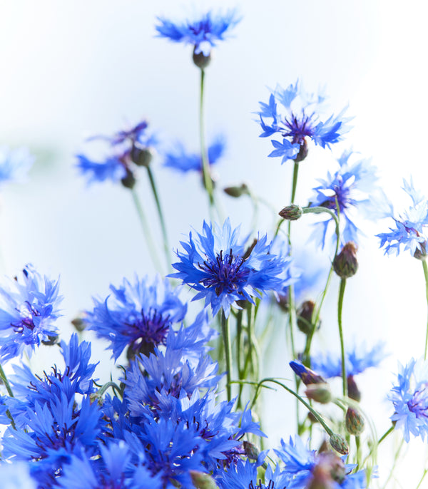 Cornflower Tall Blue